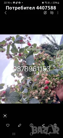 Расзад ягоди и малини , снимка 11 - Разсади - 49590414