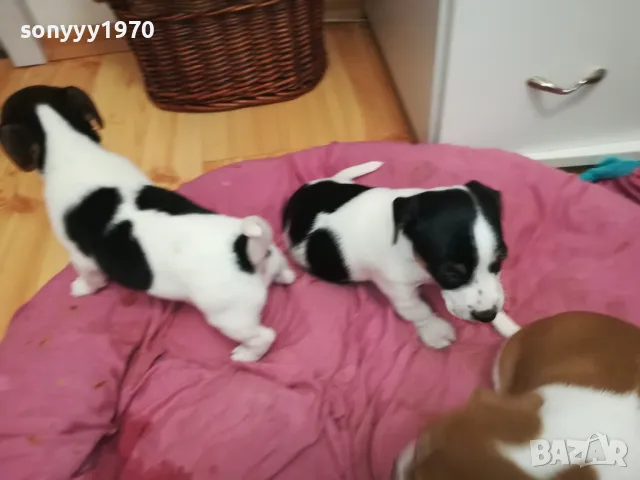 ДЖАК РЪСЕЛ ТЕРИЕР-БЕБЕТА РОДЕНИ НА 19-ТИ ДЕКЕМВРИ 0202251953, снимка 15 - Джак ръсел териер - 48934625