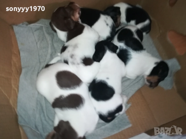 ДЖАК РЪСЕЛ КУЧЕНЦА 250ЛВ ЗА ЕДНО 0609251949, снимка 6 - Джак ръсел териер - 51628068