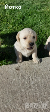Лабрадор ретривър , снимка 9 - Лабрадор ретривър - 54189754