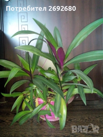 Традесканция рео, кротон,христов венец и други цветя/бамбук/цени в описанието 