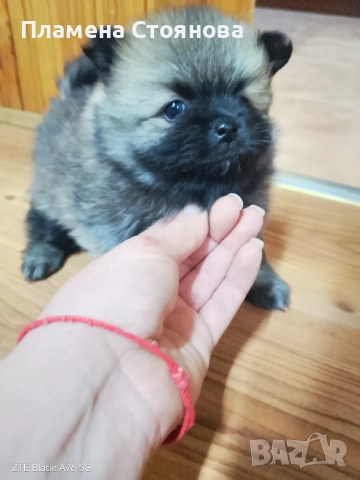 Продавам малки померани , снимка 6 - Померан - 52697875