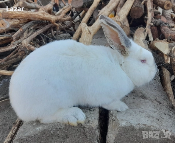 Продавам зайци, снимка 5 - Други - 52716723