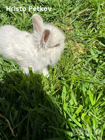 Просавам Декоративни Зайчета , снимка 8 - Други - 54243966