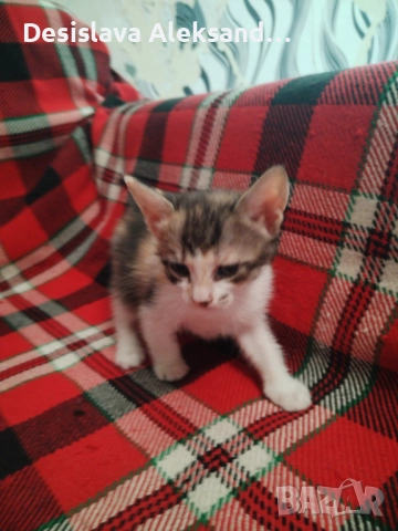 Подарявам много красиви домашни котенца , снимка 5 - Други - 51780206