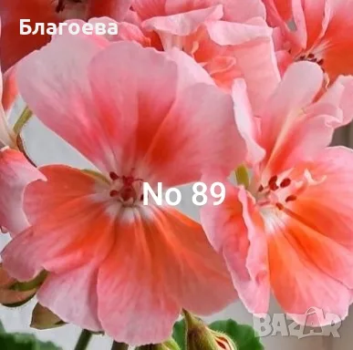 Сортово Мушкато 3 € / бр