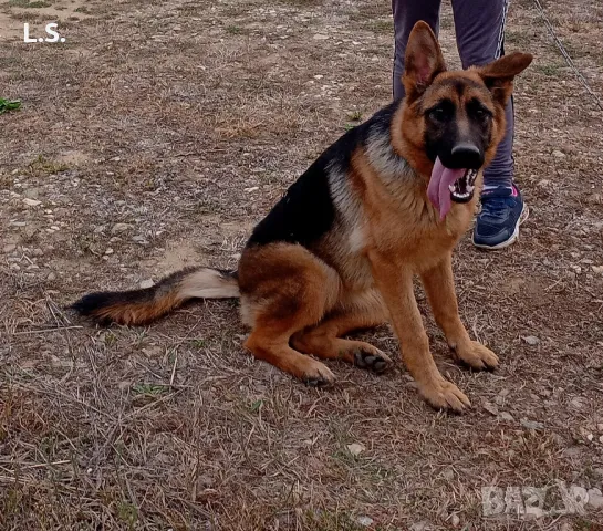 НОК женска, нa 4 г., снимка 3 - Немска овчарка - 48395070