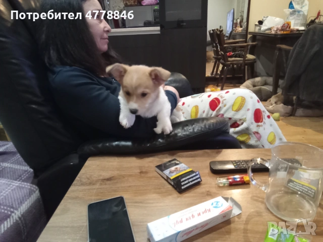  Уелско Корги 