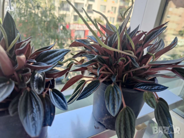 продавам Цветя Пеперомия – 4 налични саксии, снимка 2 - Стайни растения - 50805271