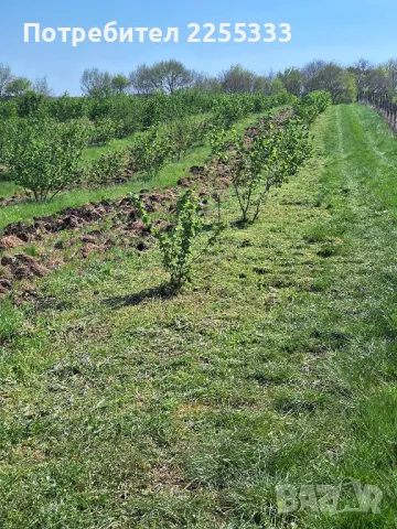 Продавам лешникова градина, снимка 3 - Земеделска земя - 48766274