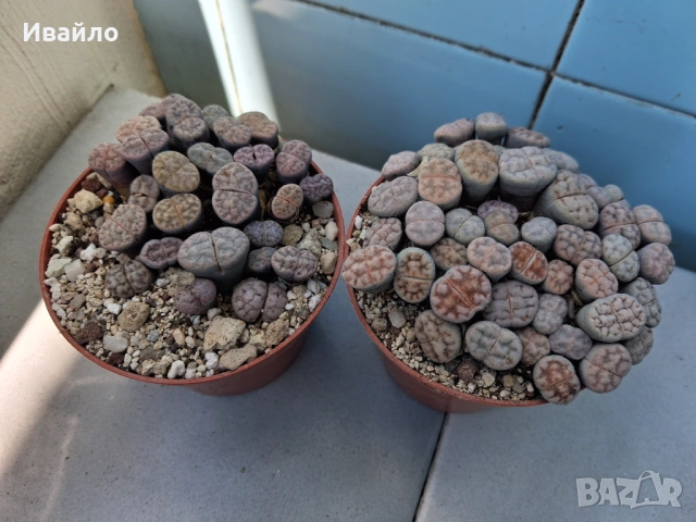 Живи камъчета - Lithops