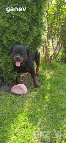 бебета ротвайлер , снимка 3 - Ротвайлер - 54019595