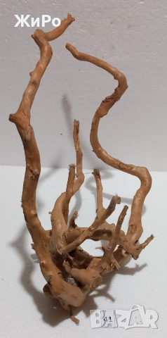 Корен от Азалия /декорация/ 41, снимка 2 - Други - 54102019