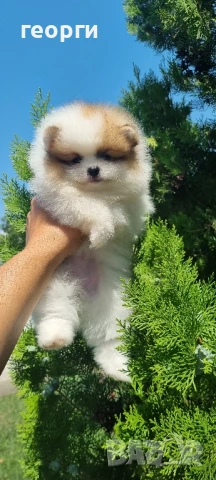 померан мини померан