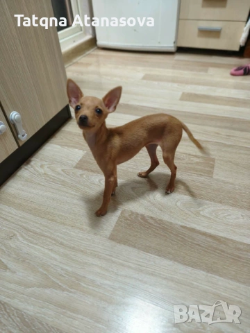 Продавам мини пинчер, снимка 2 - Пинчер - 53878743