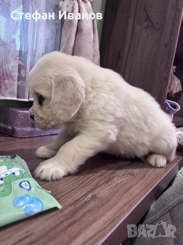 Голдън ретривър, снимка 4 - Голдън ретривър - 53307145