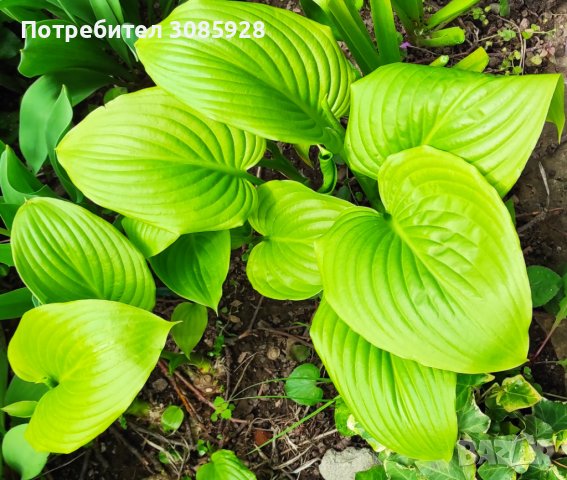 ХОСТА, HOSTA VENYRIKOZA  , снимка 1 - Градински цветя и растения - 40676498