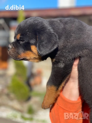 Ротвайлер, снимка 16 - Ротвайлер - 50765987