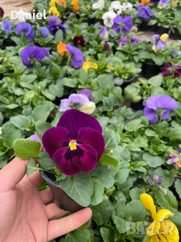 Теменужки и парички, снимка 2 - Градински цветя и растения - 53939781