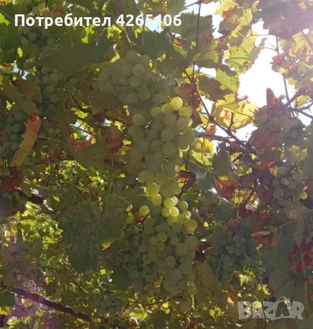 Бяло десертно сладко грозде за производство на вино, ракия и консумация, снимка 3 - Други - 55698524
