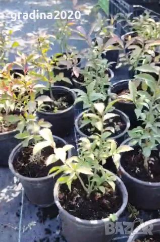 Oгнен храст - Euonymus alatus ​ Студоустойчив , снимка 8 - Разсади - 55709541