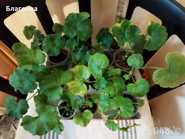 Комплект вкоренени резници Мушкато 10 бр - 6 цвята, снимка 8 - Стайни растения - 44395633