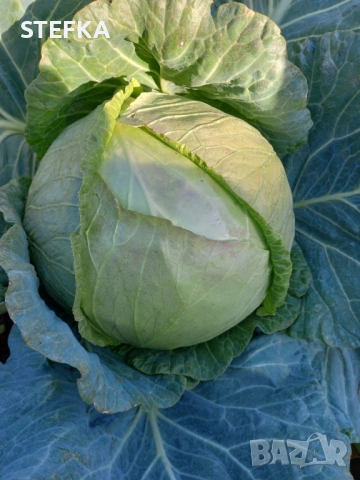 Зеле семена 