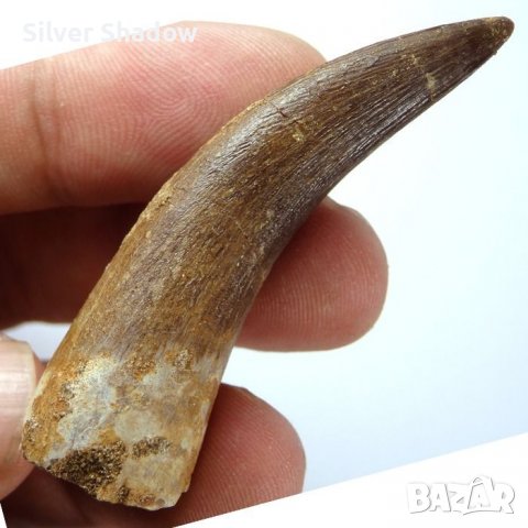 Фосилен зъб на Плезиозавър Zafarasaura Oceanis - Късна Креда (66 - 105.5 Ма), снимка 4 - Колекции - 37432701