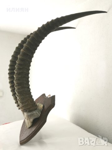 Уникален трофей  рога   антилопа Сейбъл. , снимка 5 - Други - 40656100