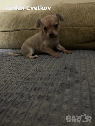 Пясъчен Пинчер, снимка 3 - Пинчер - 52720307