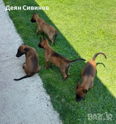 Белгийска овчарка Малиноа, снимка 5 - Белгийска овчарка - 56011372