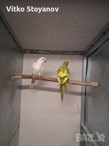 Малък Александър