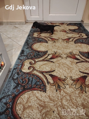 Дакелчета, снимка 15 - Дакели - 52487664