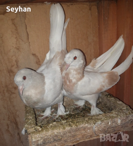 Мардини мардини 