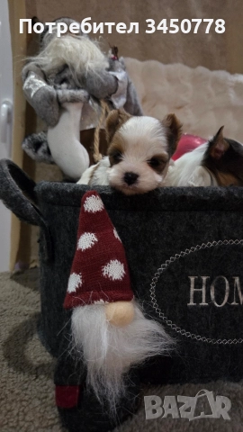 мини йоркшири бяли, снимка 5 - Йоркширски териер - 52826082