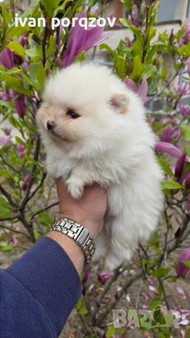 Готови за нов дом померанчета, снимка 6 - Померан - 54211908