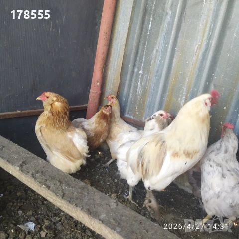 Пиленца Араукана сини и зелени яйца !!!, снимка 4 - Кокошки и пуйки - 54308916