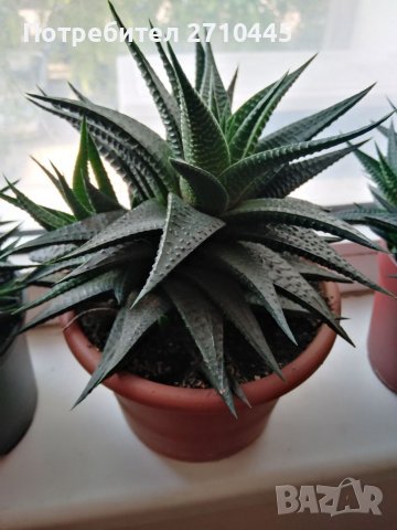 Eкзотично цвете, скулиент