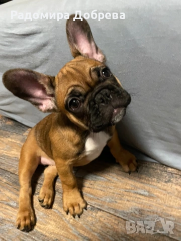 Френски булдог