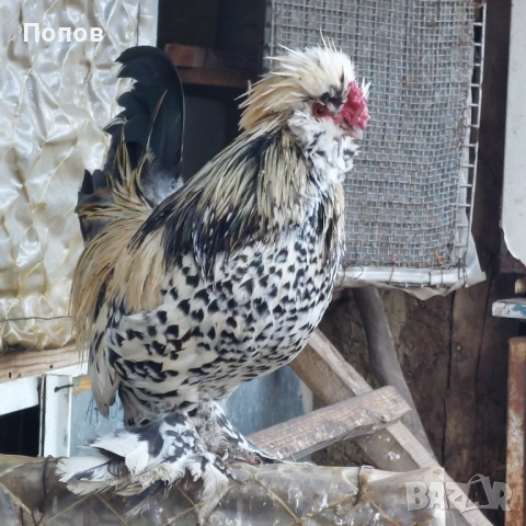 Продавам джинки, снимка 3 - други­ - 52724814