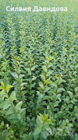 Лигуструм Овалифолиум за жив плет на гол корен, снимка 12 - Градински цветя и растения - 53931658