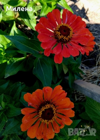 Семена висока и ниска циния , снимка 9 - Сортови семена и луковици - 49165896