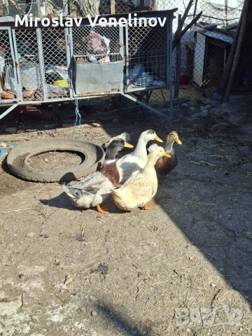 Продавам оплодени яйца от патиците на снимките, снимка 2 - Патици и гъски - 53891477