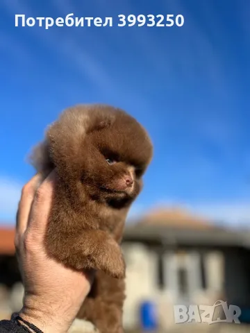 Померан , снимка 3 - За кучета - 48458860