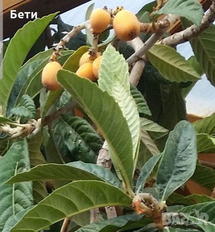 Японска мушмула , снимка 9 - Градински цветя и растения - 31277559