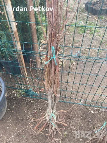 Нар,Райска ябълка,Смокиня, снимка 4 - Градински цветя и растения - 48089897