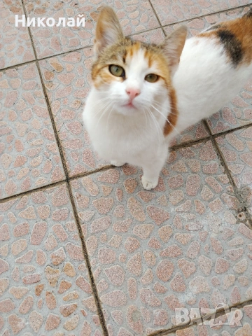 Подарявам две котки, снимка 5 - Други - 54301938