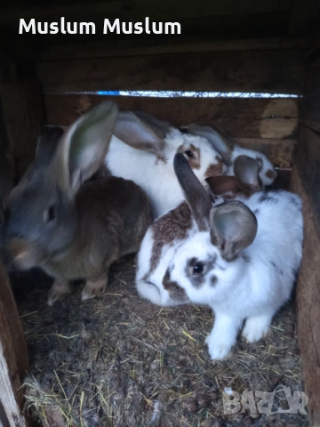 Zaici , снимка 13 - Други - 54212482