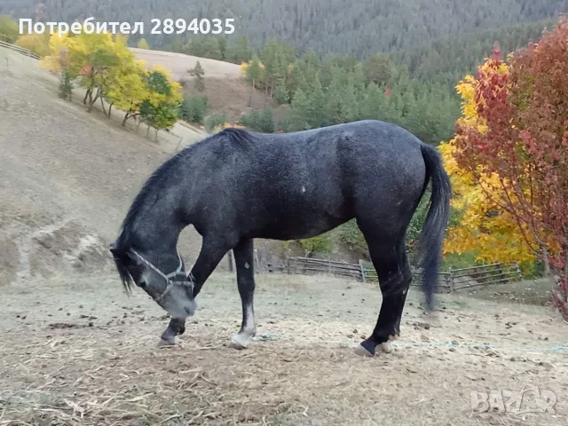 свободни Кобилка и жребец