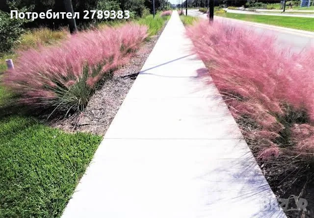 Мюленбергия